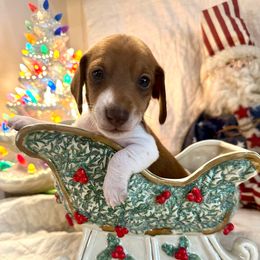 Nicholas - Red male Dachshund puppy in Hensley, Arkansas from The Dachshund Barn