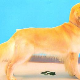 Golden Retrievers from Kathleen Moore's Golden Retrievers