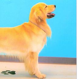 Golden Retrievers from Kathleen Moore's Golden Retrievers