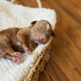 Dutton - Red female Bernedoodle puppy in Santa Barbara, California from K+C Doodles