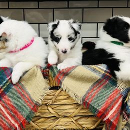 "5 weeks" Shetland Sheepdog Puppies from Southern Charm Sheltie Farm