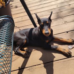 Doberman Pinscher Puppies from Morningstar Kennel