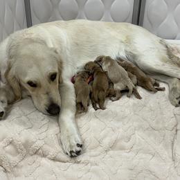 Golden Retriever puppies from GR8 Goldens