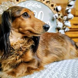 Ruth - Dachshund