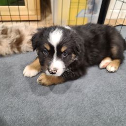 Australian Shepherd Puppies from Whitfarm Aussies