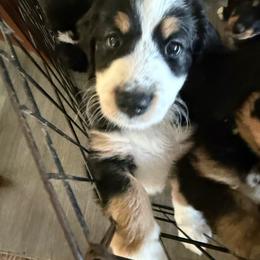 Princess Leia - Tri-color female Bernedoodle puppy in Rochester, Minnesota from Marbel Wood Doodles