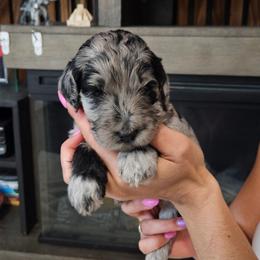 Aurora - Merle female Goldendoodle puppy in Meridian, Idaho from Lucy's Golden Doodles