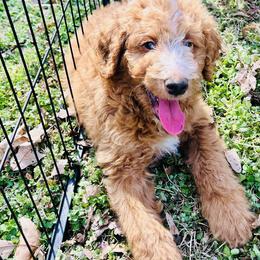 Aussiedoodle, Bernedoodle, Goldendoodle, and Poodle Puppies from Kingsfield Doodles