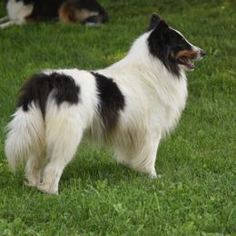 Wyllo - Shetland Sheepdog