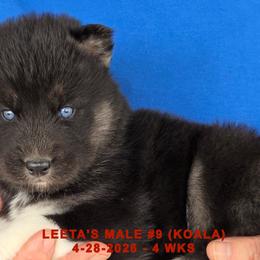 LEETA'S MALE 9 - Black and white male Siberian Husky puppy in Manilla, Iowa from Bruck's Siberian Huskies