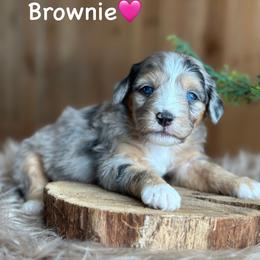 Brownie - Blue merle female Aussiedoodle puppy in Lancaster, Minnesota from Finney Ranch