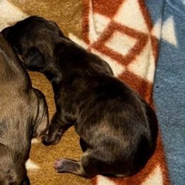 Vixen - Brindle female Dachshund puppy in Onalaska, Texas from Smokey Pines Dachshunds