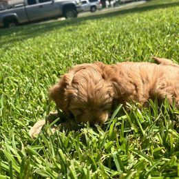 Boxer and Cavapoo Puppies from Acadian Kennels