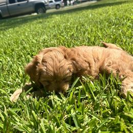 Boxer and Cavapoo Puppies from Acadian Kennels