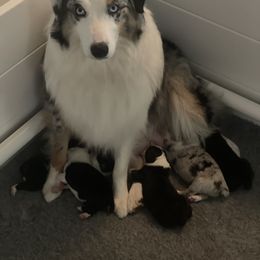 Australian Shepherd Puppies from Lil Klimuk's Australian Shepherds