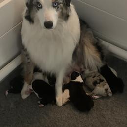 Australian Shepherd Puppies from Lil Klimuk's Australian Shepherds