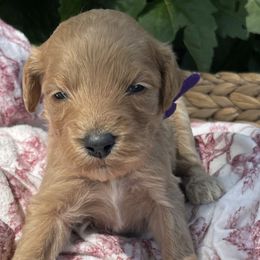 Girl 7 - female Irish Doodle puppy in Home, Pennsylvania from Plum Creek Acres Next Generation