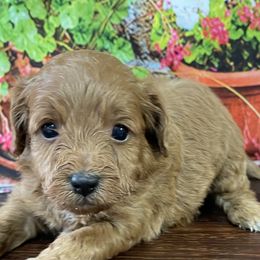 Henry - Red male Cavapoo puppy in Lebanon, Missouri from Cobbs Creek Canines