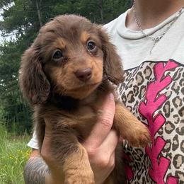 Hershey - Akc fullrights - Chocolate and tan male Dachshund puppy in Huntington, Texas from Wild Briar Dachshunds