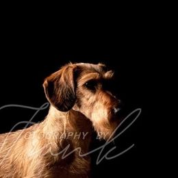 Dachshund and Leonberger All Grown Up from Smokey Mountain Leos and Black Forest WHD