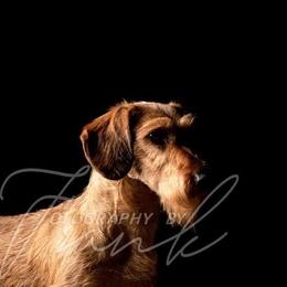 Dachshund and Leonberger All Grown Up from Smokey Mountain Leos and Black Forest WHD