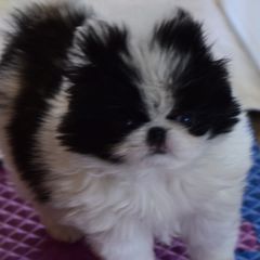 Japanese Chins from Camelot's Japanese Chin