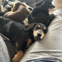 Sadie - Dachshund