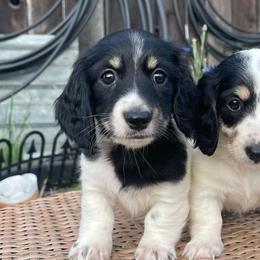 Colby Jack - Piebald male Dachshund puppy in Rogue River, Oregon from Bear Feet Dachshunds
