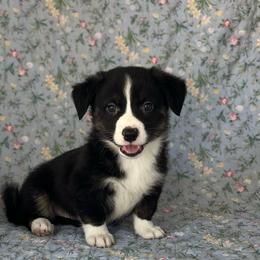 Yosemite - Black and white male American Corgi puppy in Hope, Arkansas from Foxy Knoll Farm