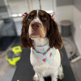 Electra - English Springer Spaniel