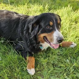 Belle - Bernese Mountain Dog