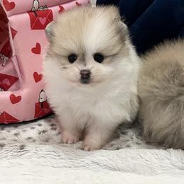 Girl 3 - Orange parti female Pomeranian puppy in Pocatello, Idaho from Avalon Pomeranians