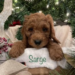 Bernedoodle, Goldendoodle, and Poodle Puppies from Kingdom Kennels