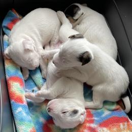 Parson Russell Terrier Puppies from spring canyon