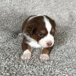 Girl 1 - Red tri-color female Australian Shepherd puppy in Rochester, Massachusetts from Clover Creek Aussies