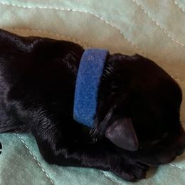 Blue - Black male Miniature Schnauzer puppy in Newburgh, Indiana from Lakehouse Miniature Schnauzers of Southern Indiana