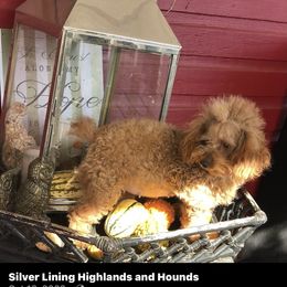 Sally (BRED) - Red  female Poodle puppy in Taylorsville, North Carolina from SilverLining highlands and hounds