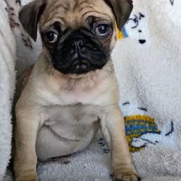 Clark - Fawn male Pug puppy in Fall Creek, Wisconsin from Heartville Pugs