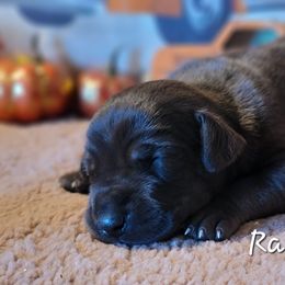 Great Dane Puppies from Caddylicious Great Danes