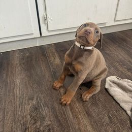 Doberman Pinscher Puppies from Aaliyah’s Dobies