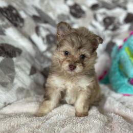 Pomapoo 'Smudge' - male Pomeranian puppy in Stuart, Virginia from Lil Aussie Posse