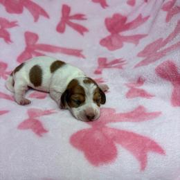 Lindsey - Piebald female Dachshund puppy in Lake City, Florida from My Ditzy Doxies of Florida