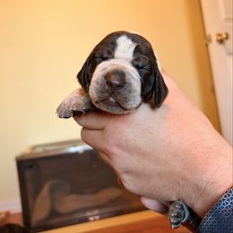 Purple - Liver and white female German Shorthaired Pointer puppy in Ash Flat, Arkansas from SmokePoint GSPs