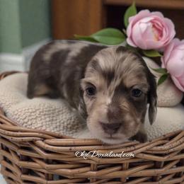 Candy - Chocolate and cream female Dachshund puppy in Oklahoma City, Oklahoma from OkieDoxieland Dachshunds