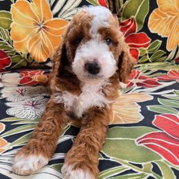 Harvey - Red  male Goldendoodle puppy in Fordland, Missouri from K&K's Puppy Kingdom