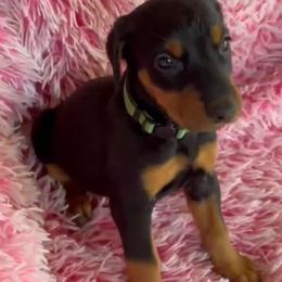 Girl 1 - female Doberman Pinscher puppy in Centralia, Missouri from TopSpots Farm
