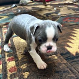 CLAUS - Blue male Boston Terrier puppy in Anderson, South Carolina from Lola’s House of Bostons & Rescue