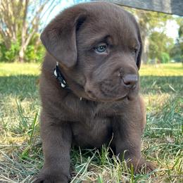 Chocolate Male - White collar - Chocolate male Labrador Retriever puppy in Beaverdam, Virginia from Gold Heart Labradors