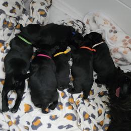 Miniature Schnauzer puppies from Kateryna's Miniature Schnauzers