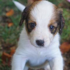 Orange - White and red male Nederlandse Kooikerhondje puppy in Chattanooga, Tennessee from Criterion Kooikerhondjes